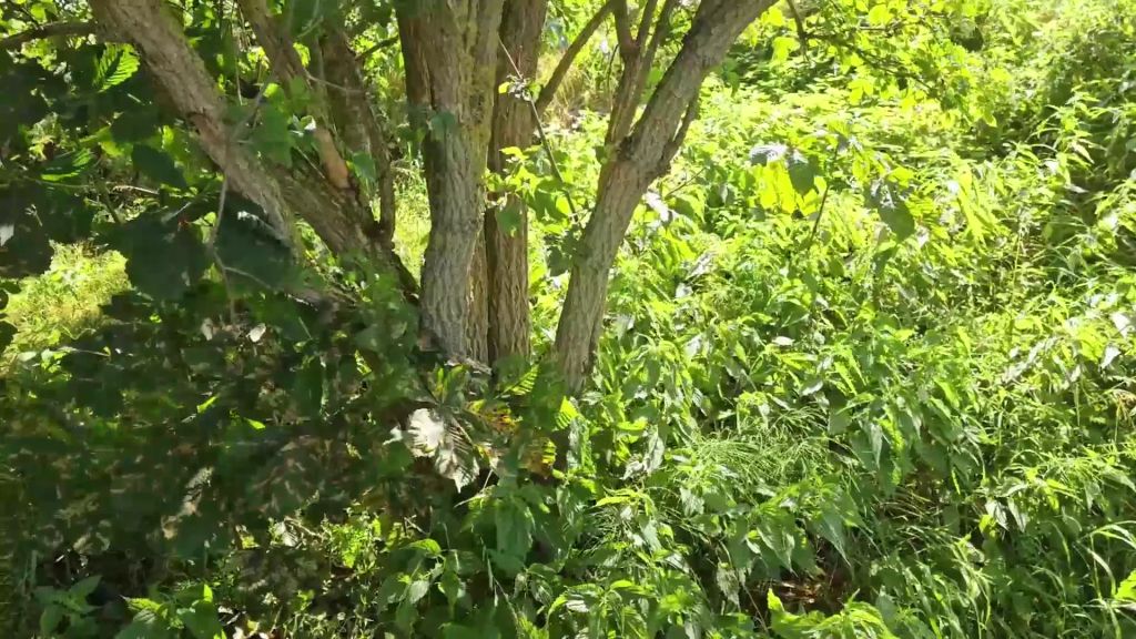 Vorschaubild 8 zum Video „Ist das moralisch verwerflich? Fotografen Sperma geschluckt“