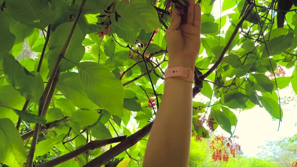 Vorschaubild 1 zum Video „Begierde und Unfug im Garten“