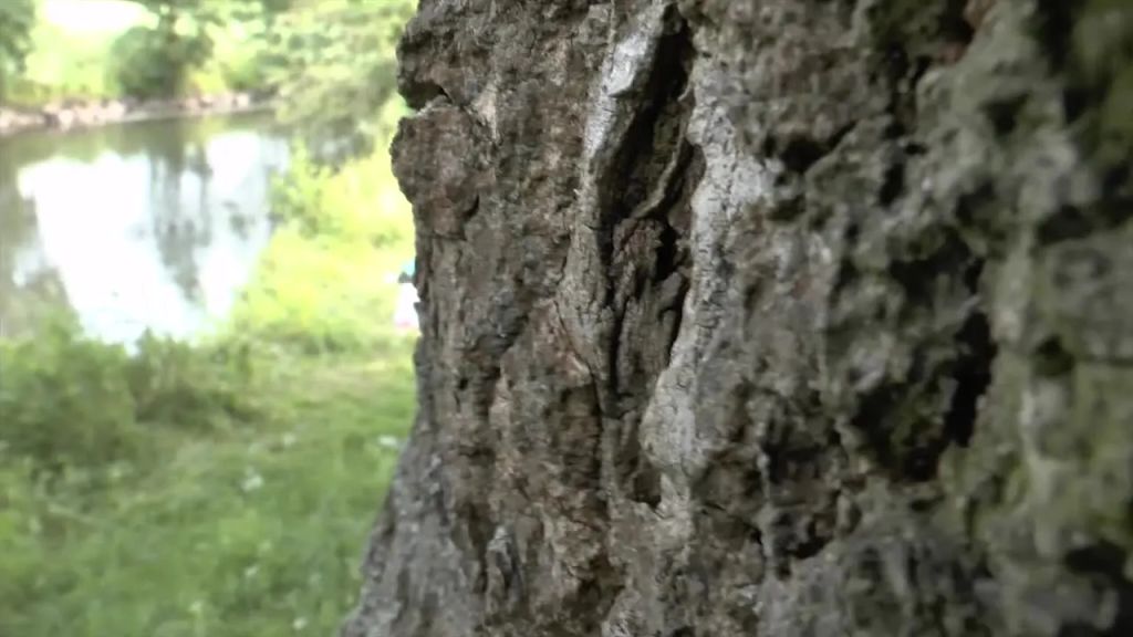 Pussyshow fuer Spanner auf der Liegewiese
