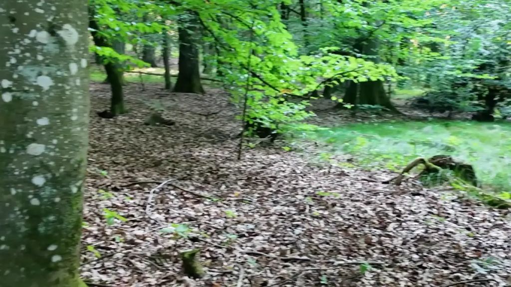 sexy foto nr. 1 von Lust auf ein Ficknick im Wald ?