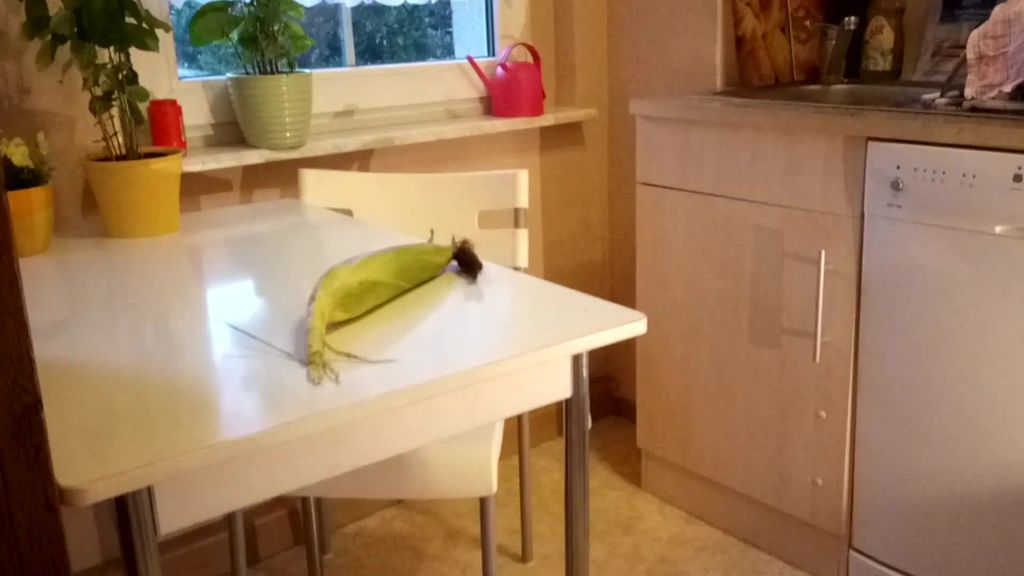 Vorschaubild 1 zum Video „Fick mit dem Kolben“