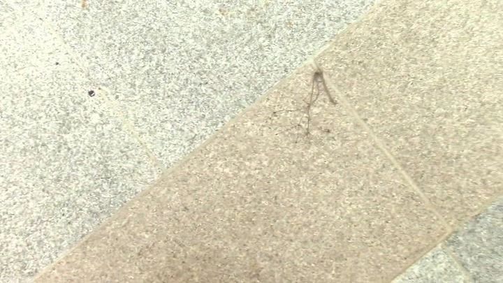 Vorschaubild 5 zum Video „PISS - PARTY! Abkühlung nötig?“