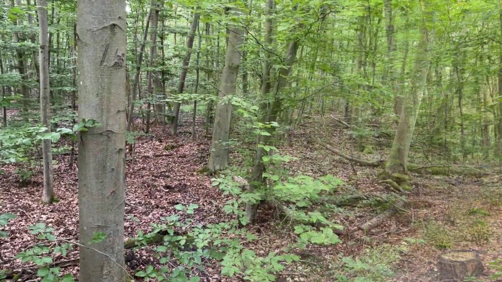 sexy foto nr. 1 von Wichser im Wald Angepisst