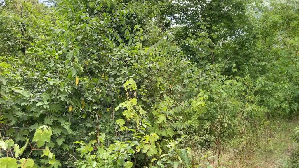 sexy foto nr. 1 von Der Blas und Wichs Wald